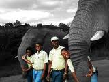 Mpumalanga Elephant Encounter & Overnight stay from R1790  | Mpumulanga Safari Lodge